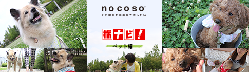 nocoso × 栃ナビ！ペット編